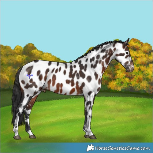 Horse Color:Brown Tobiano Near Leopard 