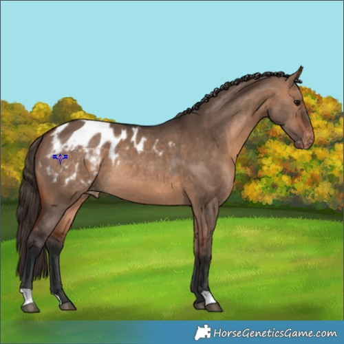 Horse Color:Bay Dun Appaloosa Rabicano 