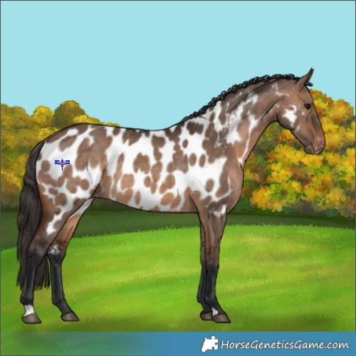 Horse Color:Brown Dun Near Leopard Rabicano 