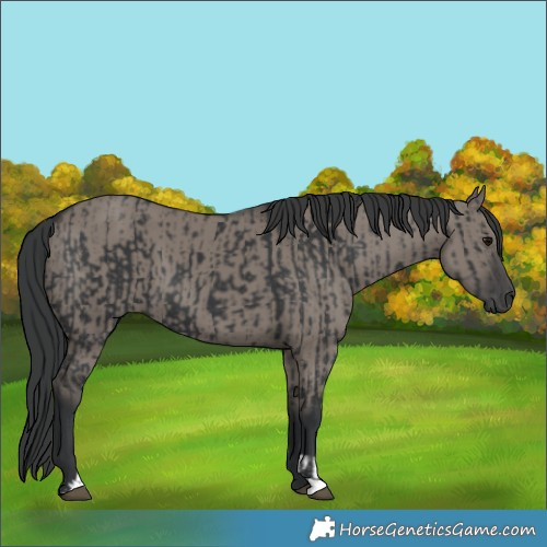 Horse Color:Black and Grullo