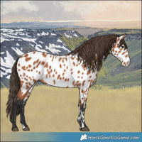 Horse Color:Bay Appaloosa 
