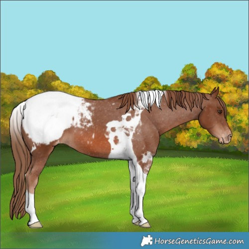 Horse Color:Chestnut Tobiano Appaloosa 