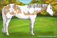 Horse Color:White Spotted Silver Bay Dun Splash
