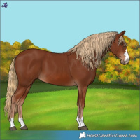 Horse Color:Chestnut 