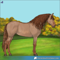 Horse Color:Red Dun 