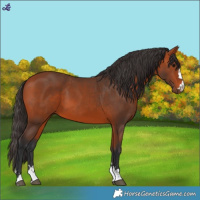Horse Color:Bay 