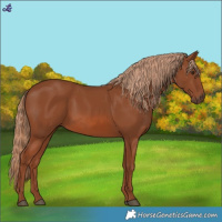 Horse Color:Chestnut 