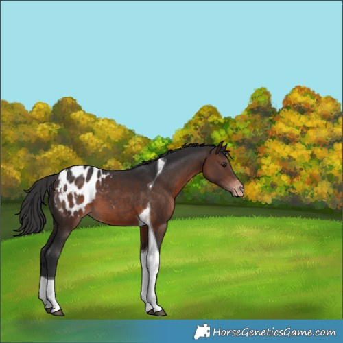 Horse Color:Bay Tobiano Appaloosa 