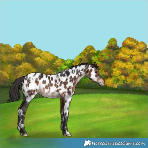 Horse Color:White Spotted Bay Appaloosa Rabicano 
