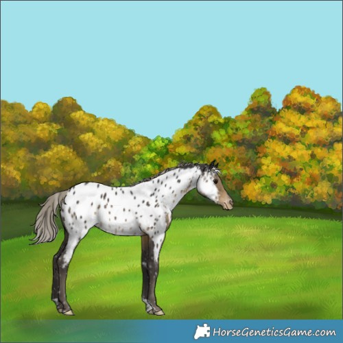 Horse Color:Silver Smoky Black Tobiano Appaloosa Rabicano 