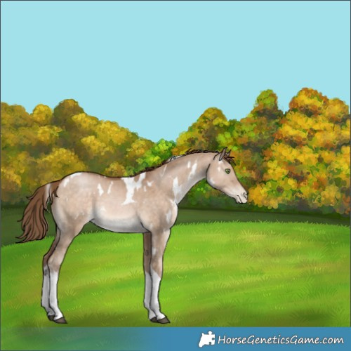 Horse Color:White Spotted Brown Pearl Dun Tobiano 