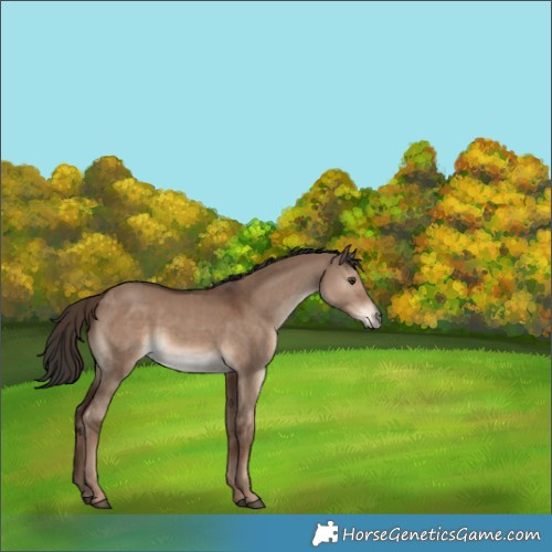 Horse Color:Liver Red Dun Rabicano 
