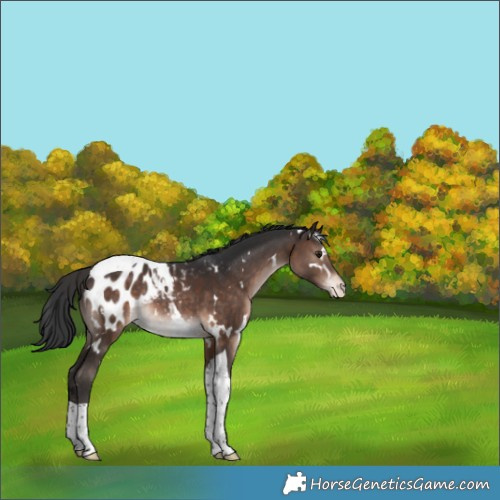 Horse Color:White Spotted Brown Tobiano Appaloosa Rabicano