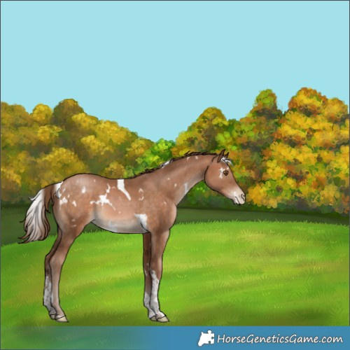 Horse Color:White Spotted Brown Pearl Tobiano Rabicano