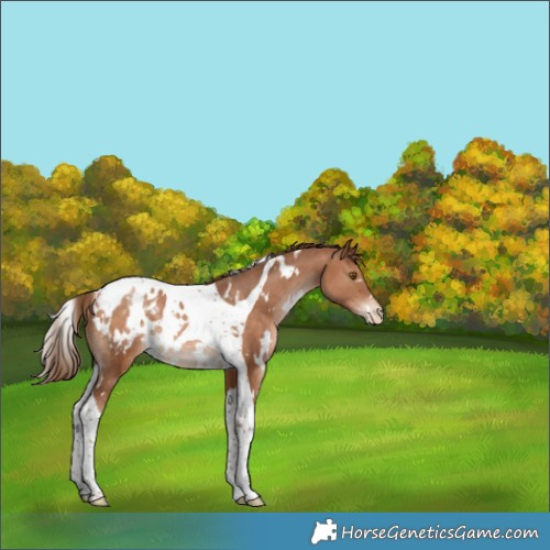 Horse Color:White Spotted Bay Pearl Tobiano Appaloosa Rabicano 