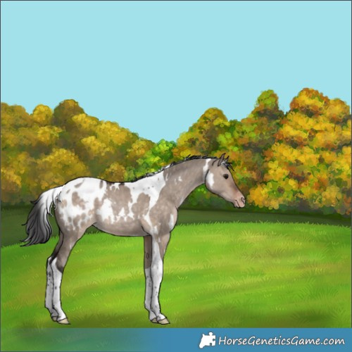 Horse Color:White Spotted Bay Dun Tobiano Appaloosa 