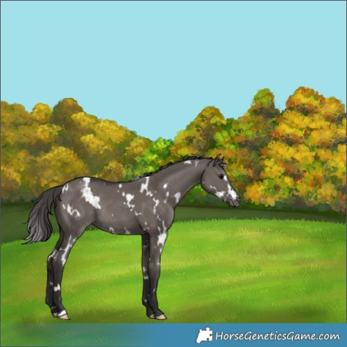 Horse Color:White Spotted Smoky Grullo Appaloosa Rabicano