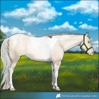 Horse Color:Silver Buckskin Pearl Dun Tobiano Appaloosa Rabicano