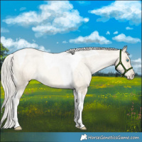 Horse Color:Silver Buckskin Snowdrop Dun Tobiano Appaloosa Rabicano