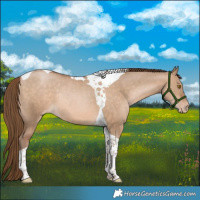 Horse Color:Brown Pearl Dun Tobiano Appaloosa Rabicano