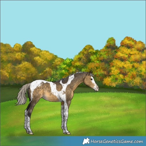 Horse Color:Silver Buckskin Dun Splash Tobiano Appaloosa Rabicano 