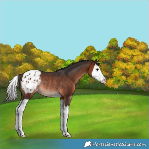 Horse Color:Bay Splash Appaloosa Rabicano