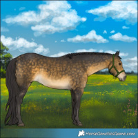 Horse Color:Buckskin Rabicano