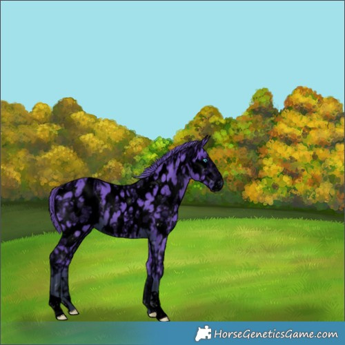 Horse Color:ERROR: UNKNOWN ANOMALY