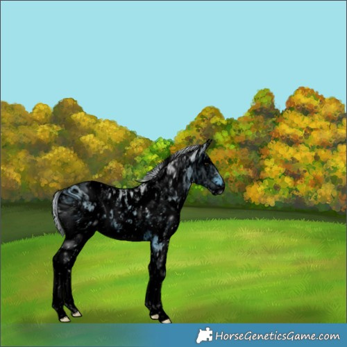 Horse Color:ERROR: UNKNOWN ANOMALY