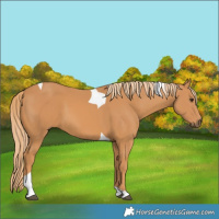 Horse Color:Chestnut Tobiano 