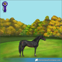 Horse Color:Brown Tobiano 