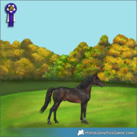 Horse Color:Brown Tobiano 