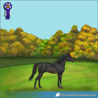 Horse Color:Brown Tobiano 