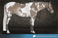 Horse Color:White Spotted Silver Grullo Tobiano Rabicano