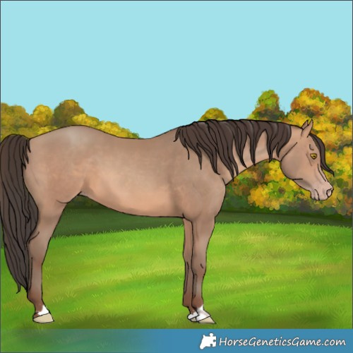 Horse Color:Amber Champagne 