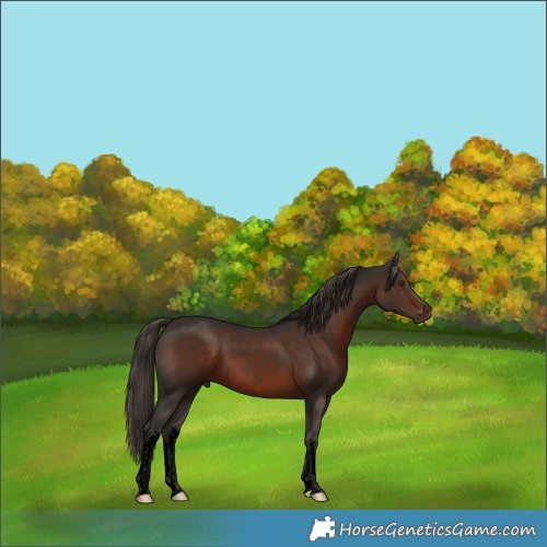 Horse Color:Void White Spotted Liver Chestnut Rabicano 