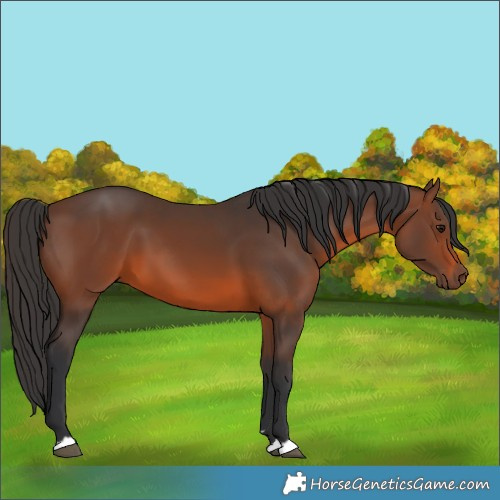 Horse Color:Brown 