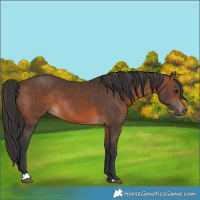 Horse Color:Brown 