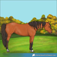 Horse Color:Bay 