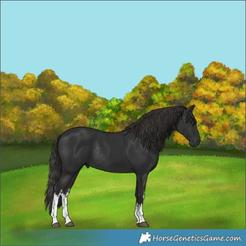 Horse Color:White Spotted Liver Chestnut Rabicano 