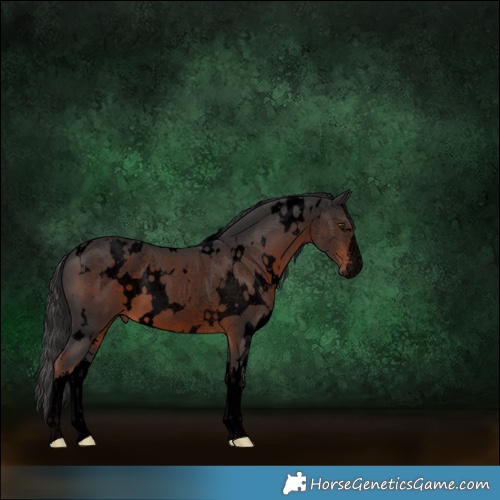 Horse Color:Void White Spotted Liver Chestnut 