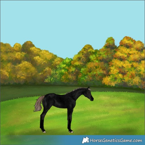Horse Color:Void White Spotted Liver Red Roan 