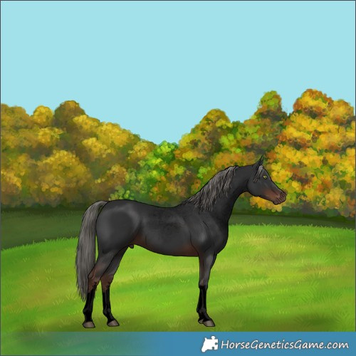 Horse Color:Void White Spotted Liver Chestnut Mushroom Rabicano 