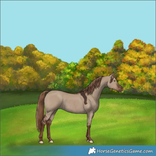 Horse Color:Void Liver Red Dun Rabicano 