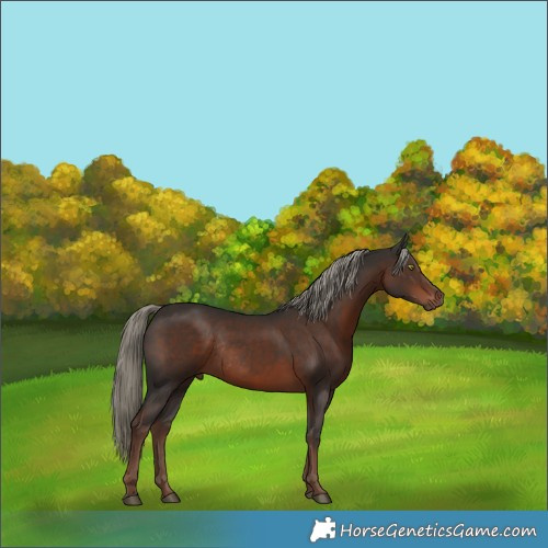 Horse Color:Liver Chestnut Mushroom Rabicano 