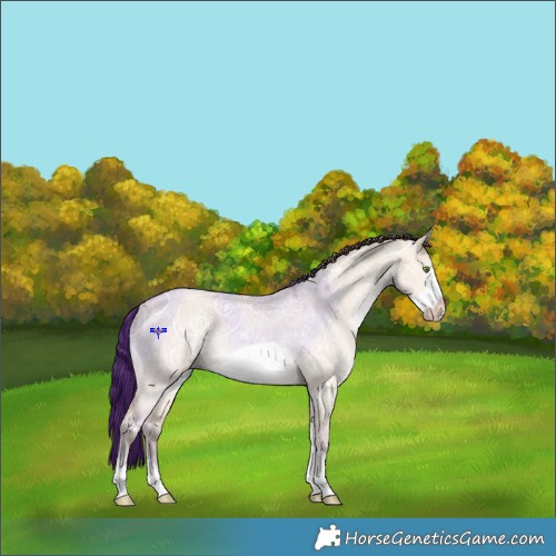 Horse Color:Amber Champagne Ice Dun Sabino Frame 