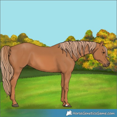 Horse Color:Chestnut 