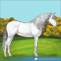 Horse Color:White Spotted Black Splash Frame Near Leopard 
