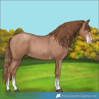 Horse Color:Black Pearl Sabino