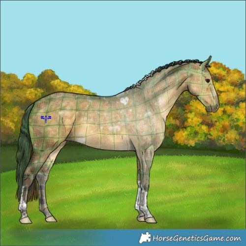 Horse Color:Plaid  Buckskin Dun Tobiano Rabicano 